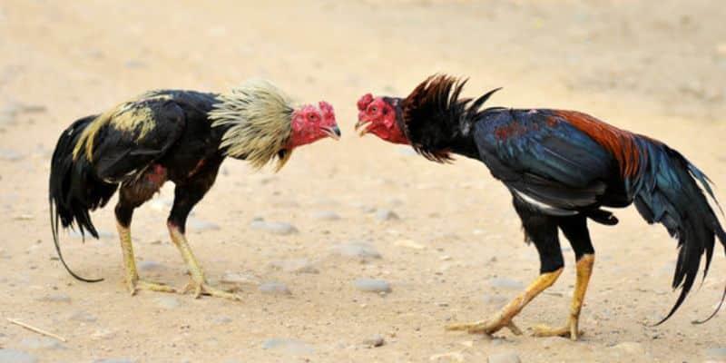 Đá Gà Mỹ Với Những Thông Tin Độc Đáo Nổi Bật Nhất 1 Những thông tin cơ bản về đá gà tại Mỹ